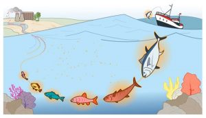 Ton Balığının Zararları
