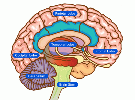 Beyin Haritası - Beyincik (Brain Map – Cerebellum)