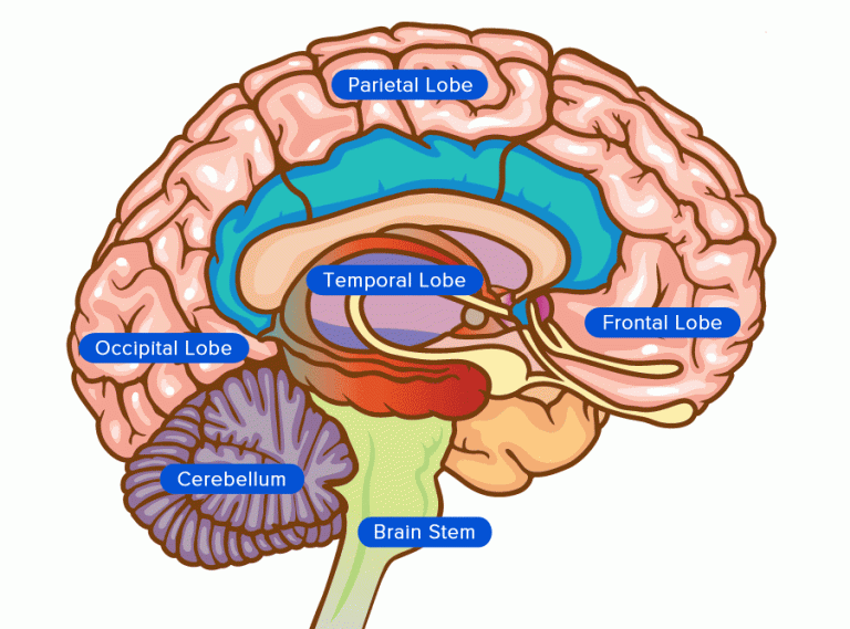 Beyin Haritası - Beyincik (Brain Map – Cerebellum)
