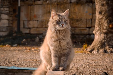 Sağır Kedi Deneyleri – Doğuştan Sağır Olan Çocukların Beynindeki İşitme Hücreleri Uyarılmadıkları İçin Ölüyor Mu?