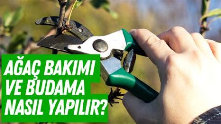 Ağaç Bakımı