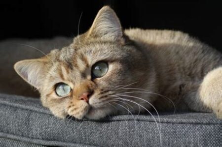 Apartmanda Bakılabilecek Kedi Irkları: Sessiz ve Sakin Kediler