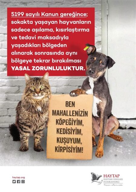 Hayvan Hakları: Evcil Hayvanların Refahı İçin Mücadele