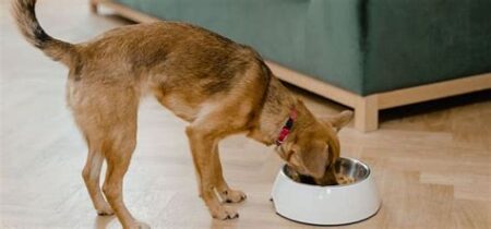 Köpek Beslenmesi: Yaşa ve Irka Göre Doğru Mama Seçimi