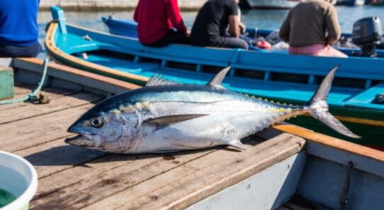 Ton Balığı Tüketmek Zararlı Mı?